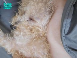 yoda0_02 : 傷心了~沒人上來支持喲噠🥺
等下4點再上播Babe