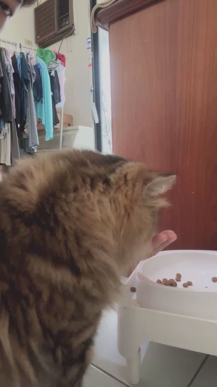  : 專注餵食小貓的溫柔居家時光 🐱✨ #美腿 #居家日常 #貓奴