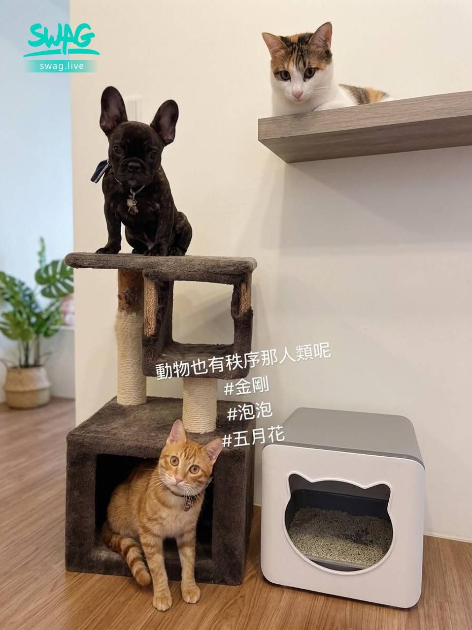 tammy.991002 : 曬寵物來一張♥️也想聽聽寵物們的心聲嗎?時間: 9/29(二)22:00-24:00
主題直播 : 愛情工作財運健康甚至寵物們,那些方面需要注意?
目標:達1萬鑽
達標就: 唱首歌給你們聽
#主題直播
這張牌代表著你們...準備好看見驚喜了嗎?🔮 讓我帶你一起探索未知的秘密 ✨ #塔羅互動 #命運指引 #塔羅日常 #正能量 #女神互動
最近不順卡卡?不怕!專屬你的調頻開運來了!🎴💖 #開運調頻 #靈魂解讀 #塔羅占卜 #愛情 #工作財運 #前世今生
前進還是放手?面對感情的兩難,專屬你的解答來了!🎴💖 #感情占卜 #塔羅占卜 #愛情抉擇
準備好迎接你的命運揭曉了嗎?🃏✨ #塔羅占卜 #命運揭曉 #神秘力量
命運轉機就在這張牌中!錢幣五的生存智慧為你帶來深刻啟發🔮 #塔羅 #命理 #心靈嚮導
#寵物溝通師 #塔羅牌 #主題直播 #專屬互動