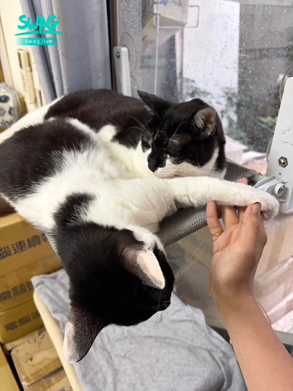 about041 : 很愛握手手🐱
