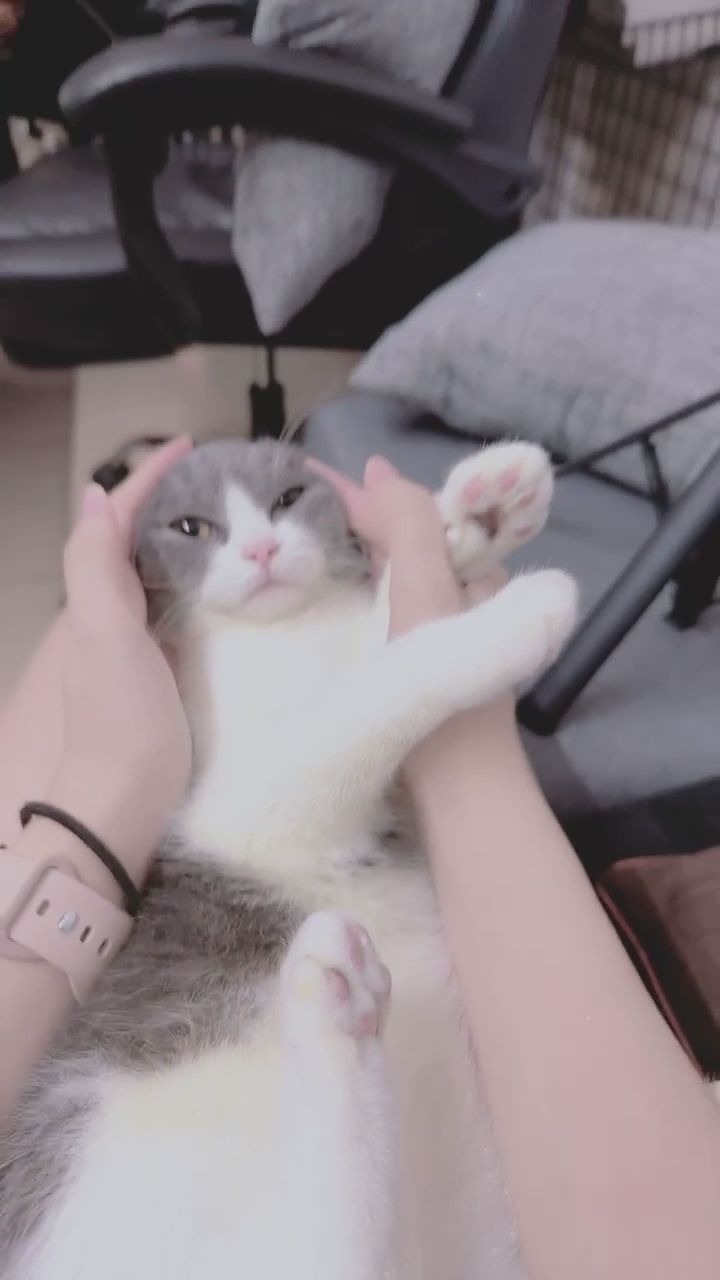  : 這極致的按摩手法，看著看著心都跟著放鬆了～😽 #沉浸式 #深度按摩 #療癒 #居家生活