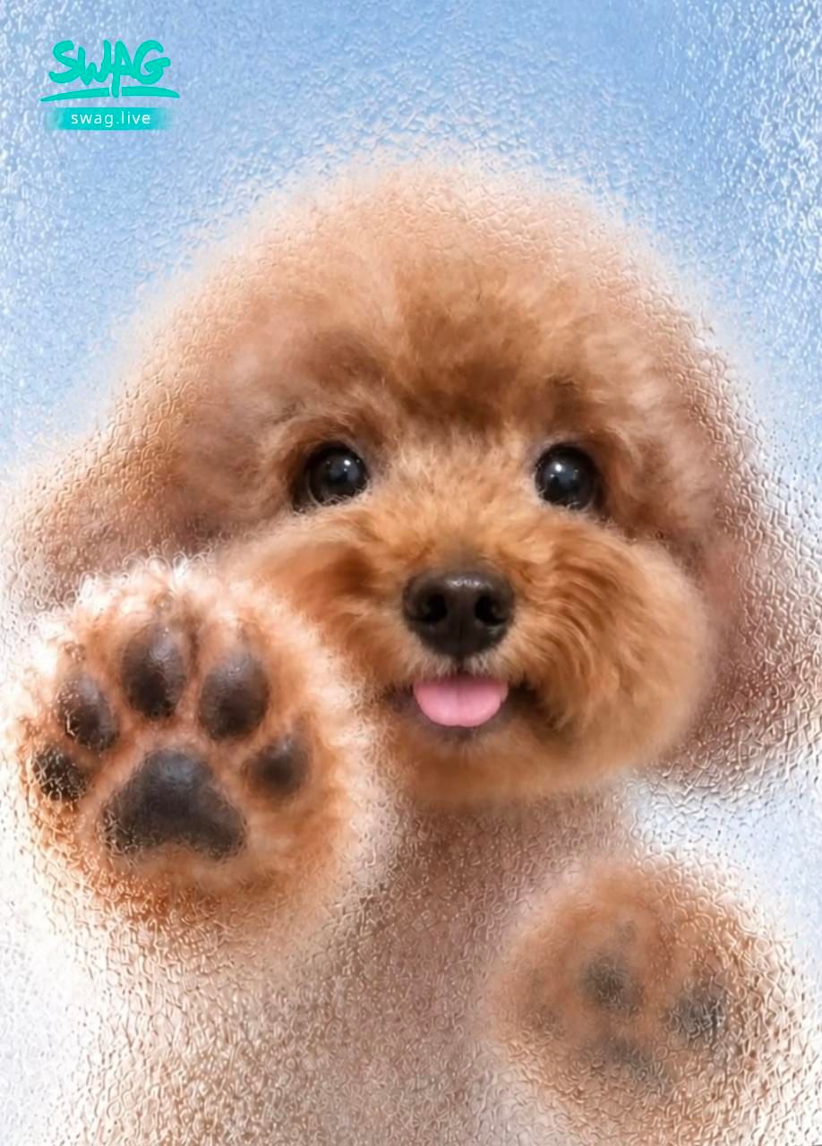 fifibee : 不知不覺我的寶貝已經離開我2年了
有時候真的好想念他🐶