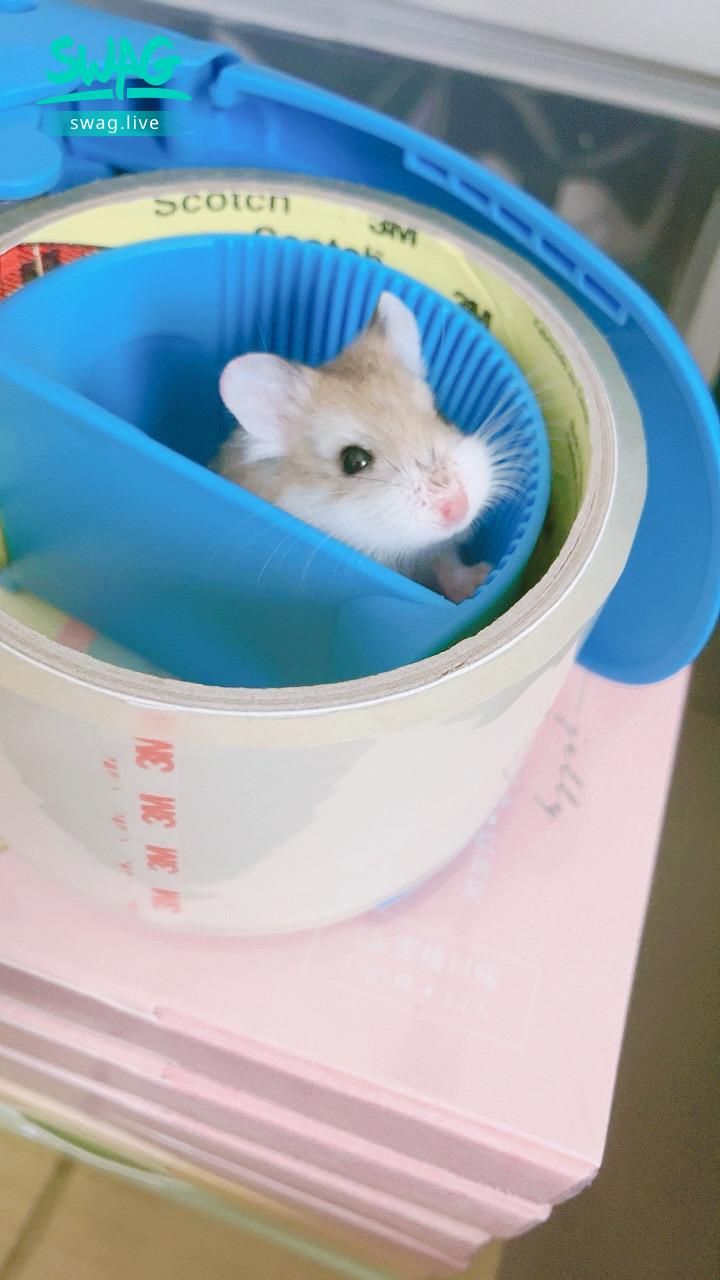 lynnbae : 再附上一隻 老公公🐹