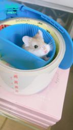 lynnbae : 再附上一隻 老公公🐹
