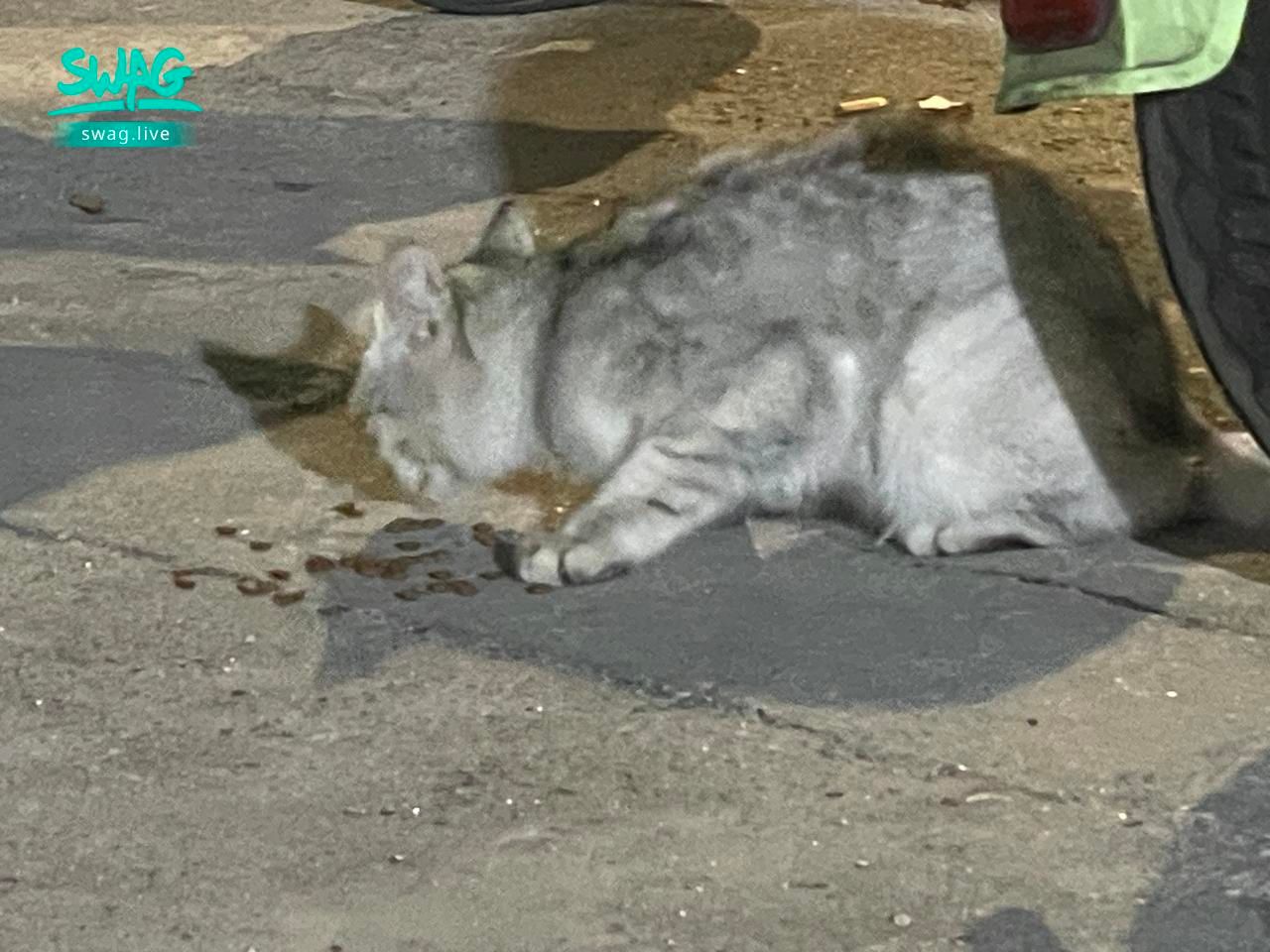 skyvivi3 : 路边遇到的贪吃小猫咪～