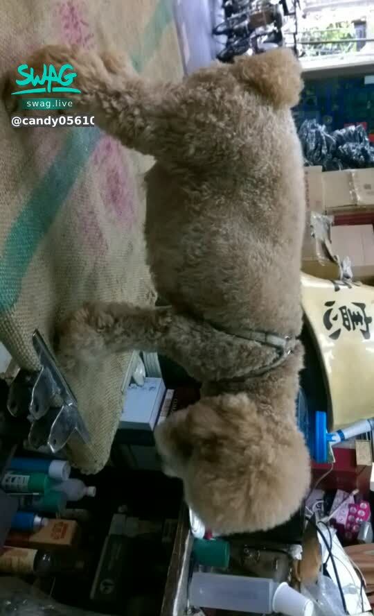 c********0 : 孕婦