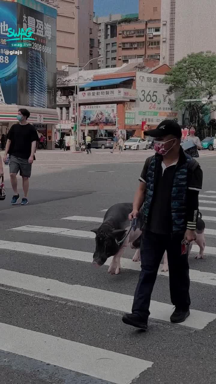  : Share with you guys I saw someone walking pigs on the road yesterday 🐷 yeah 😂
It's really ridiculous to run pigs on the streets of Taipei hahahaha
#禮拜一晚上10點陪我直播❤️ ❤️ #私訊解鎖更辣的 #性感 #sexy #吃飯約會 #giajs #然然