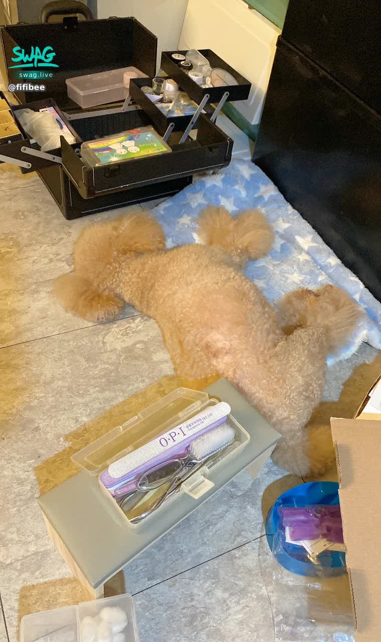 fifibee : every time i'm busy
Always pile up materials all over the floor
Then this puppy always has a way to survive in the cracks
See how peacefully he finds an open space to sleep 🤣