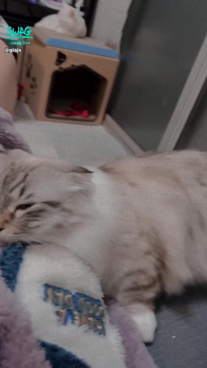 giajs : 今天天氣好冷⋯穿了暖暖的睡衣麥麥還跑到我身上窩著😝
#禮拜一晚上10點陪我直播❤️ #私訊解鎖更辣的 #性感 #sexy #吃飯約會 #giajs #然然