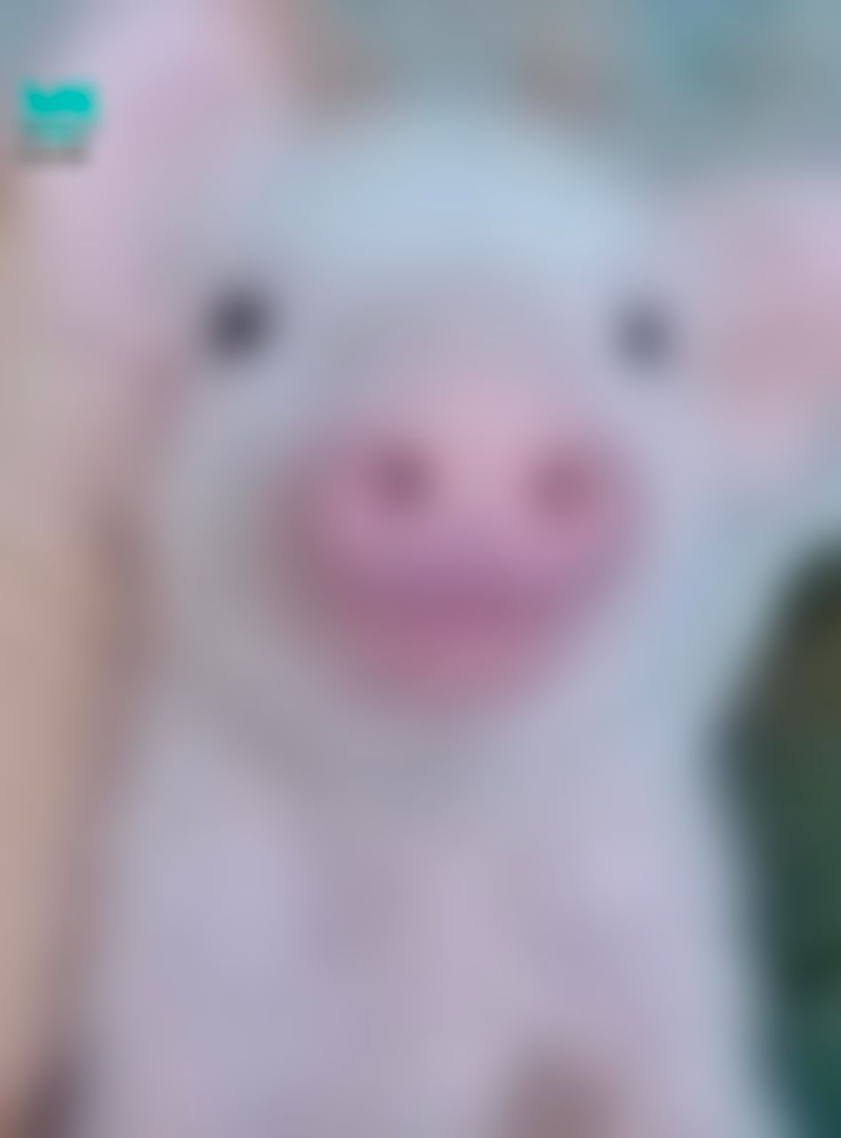 cutelily : 您的小豬🐷今晚9點會直播，人家是愛情長跑18年，我們是愛情長跑18小時，晚上不見不散喲❤️😉