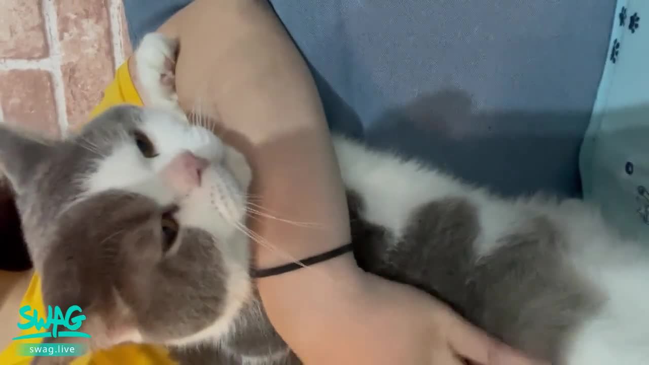 baby_ai : 寶貝被我俘虜
