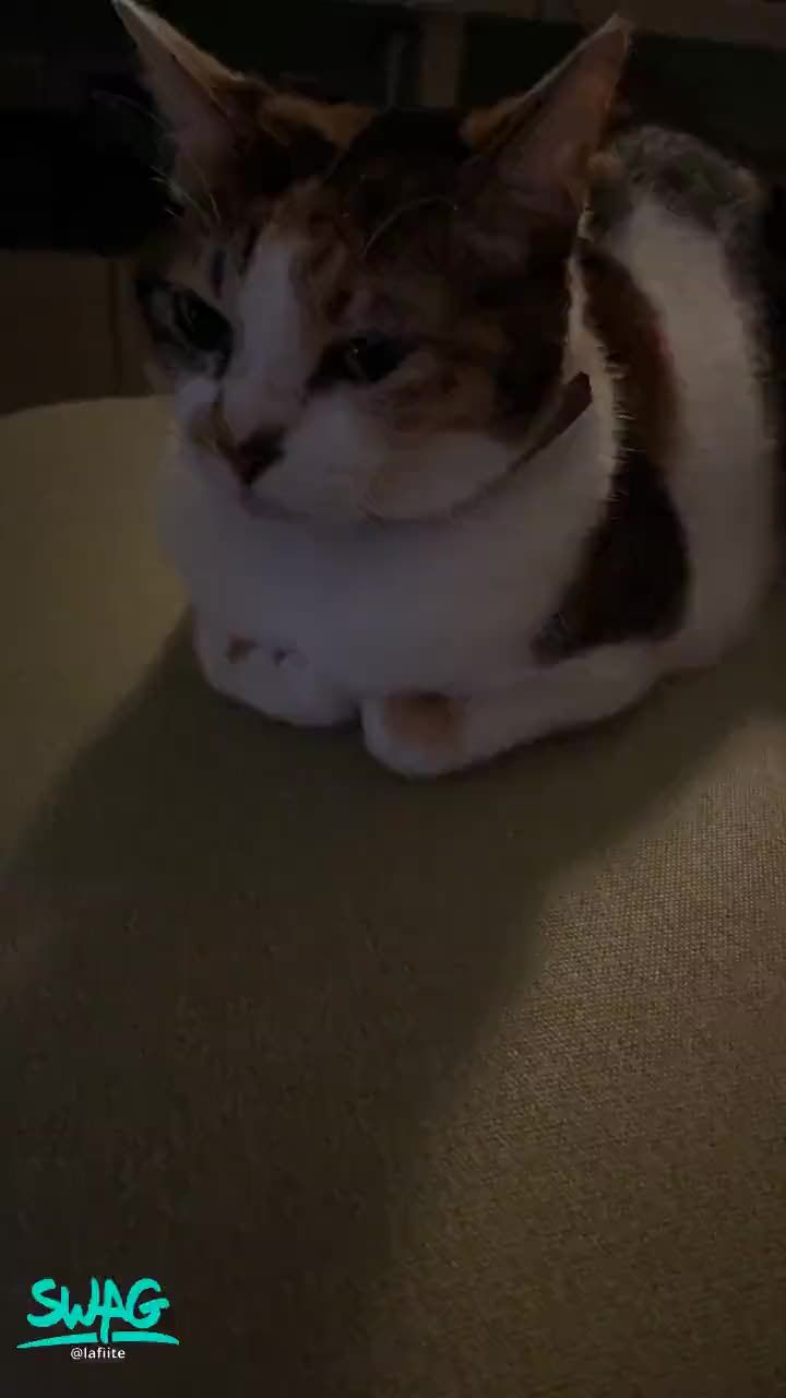 lafiite : 今天晚上妃妃不在
因為明天要去公司一趟
記得想妃妃喔❤️