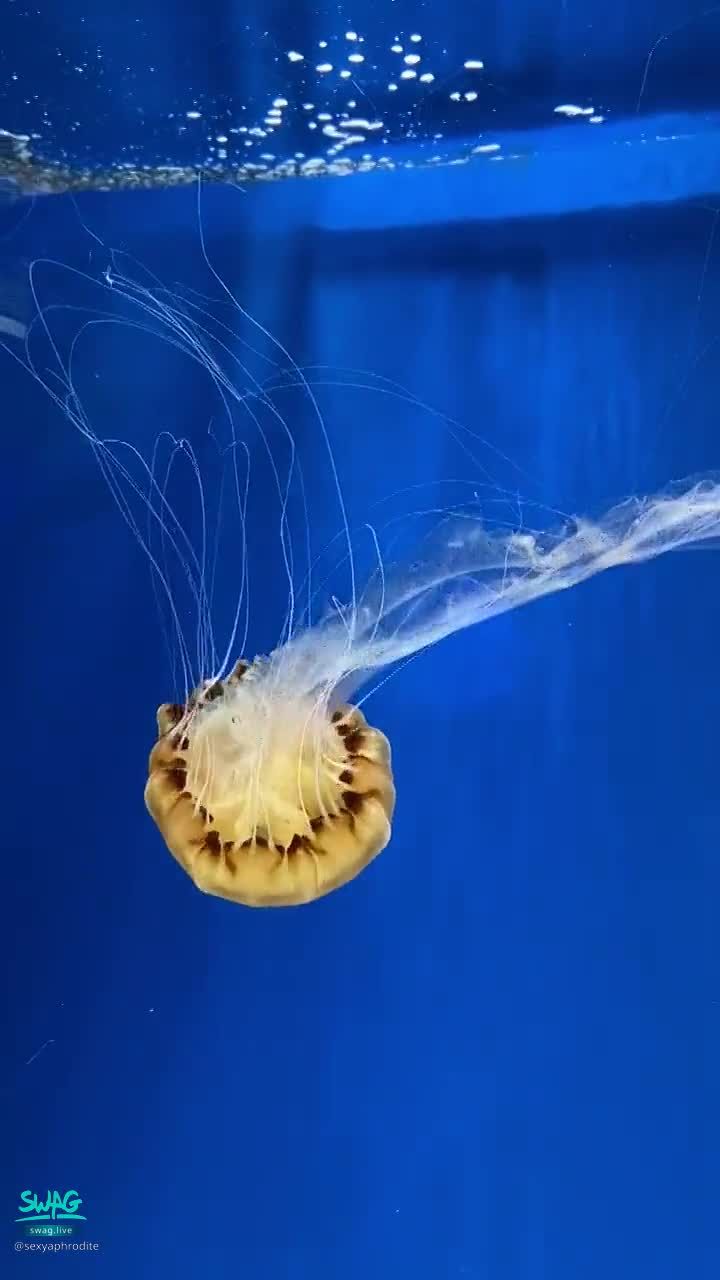 sexyaphrodite : 喜歡水族館❤️