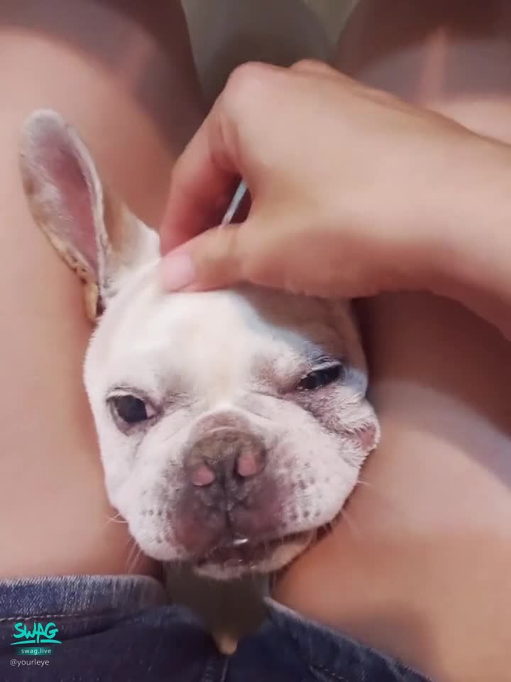 yourleye : 看我大腿的厲害!
被我夾在二腿中間的肖邦🤣
那個臉😂