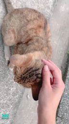 babeshan : 牠個性很好😂😂😂
我今天開車載阿嬤去看牙醫欸⋯⋯
我好厲害🙈