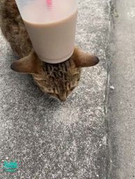 babeshan : 大家冬至快樂~~~
羊羊也有吃罐罐吃爽爽😃😃😃
#我只有放2秒
#罐罐成功收服羊羊
#但每次吃完就不理我了