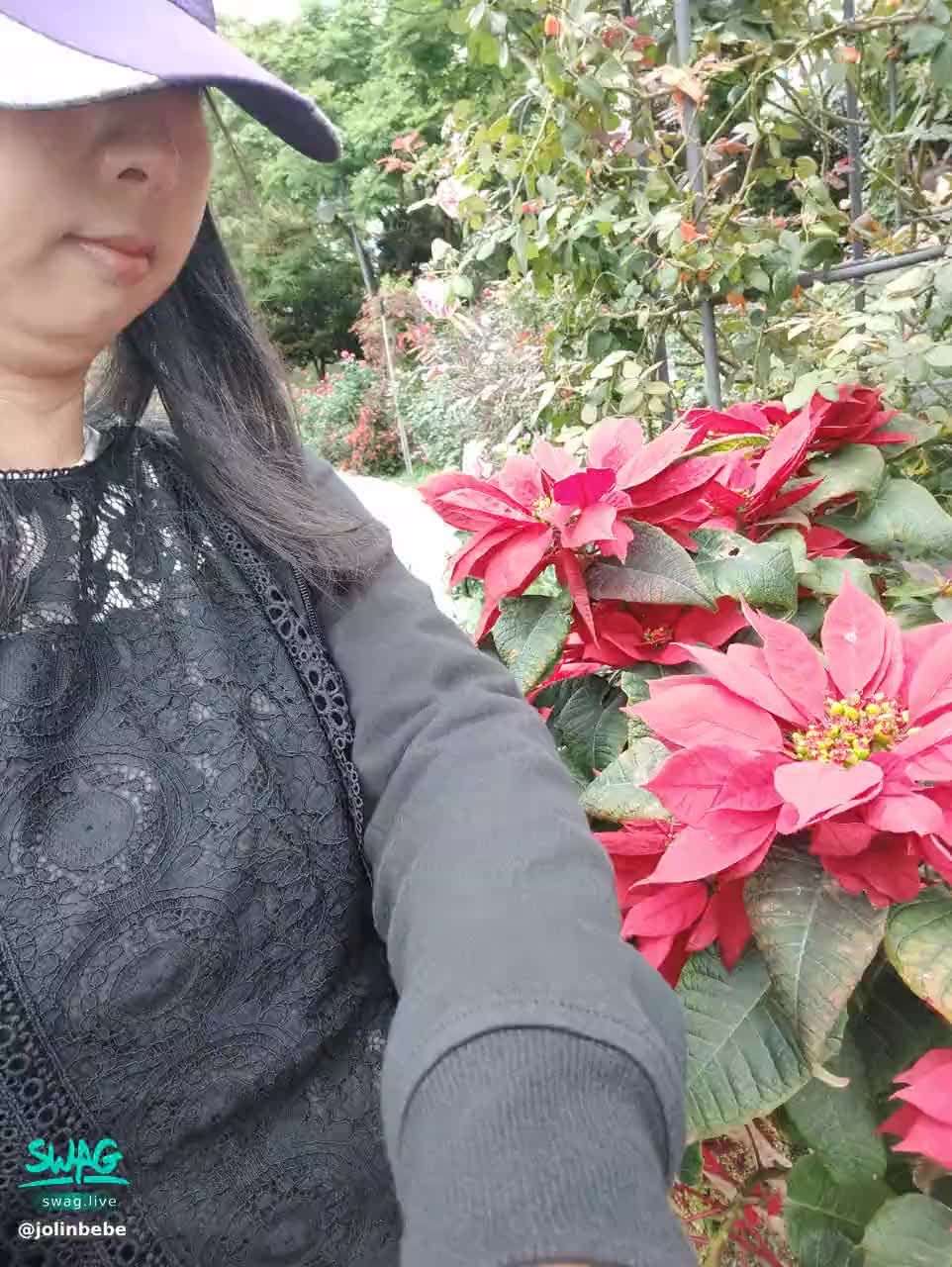 jolinbebe : 聖誕紅。來達標 送你