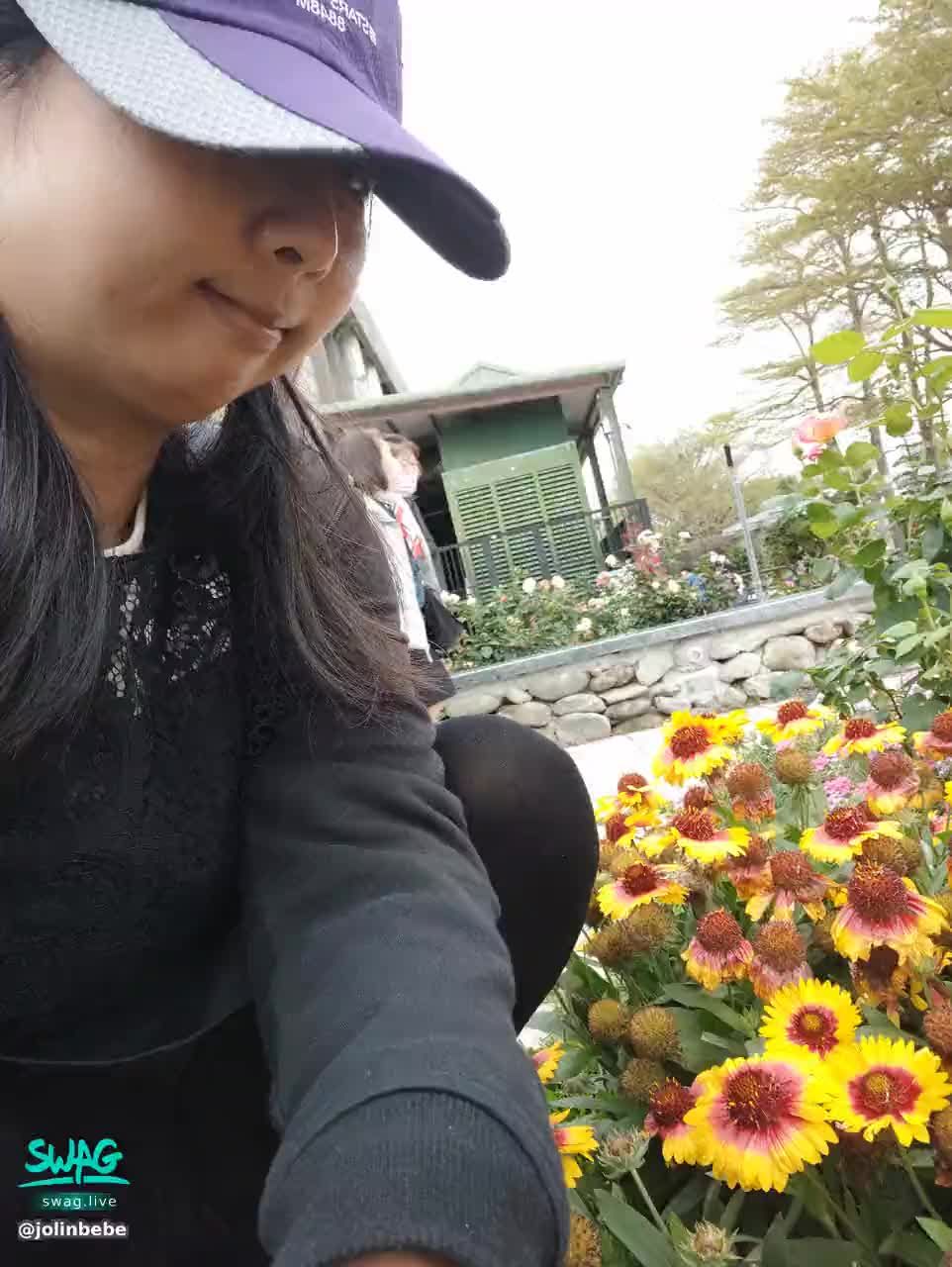 jolinbebe : 菊花超豔麗