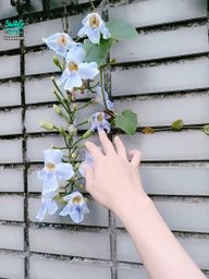 yourleye : 這花看起來還蠻美的耶~🌸有哥哥知道這是什麼花嘛~(◔‿◔)
