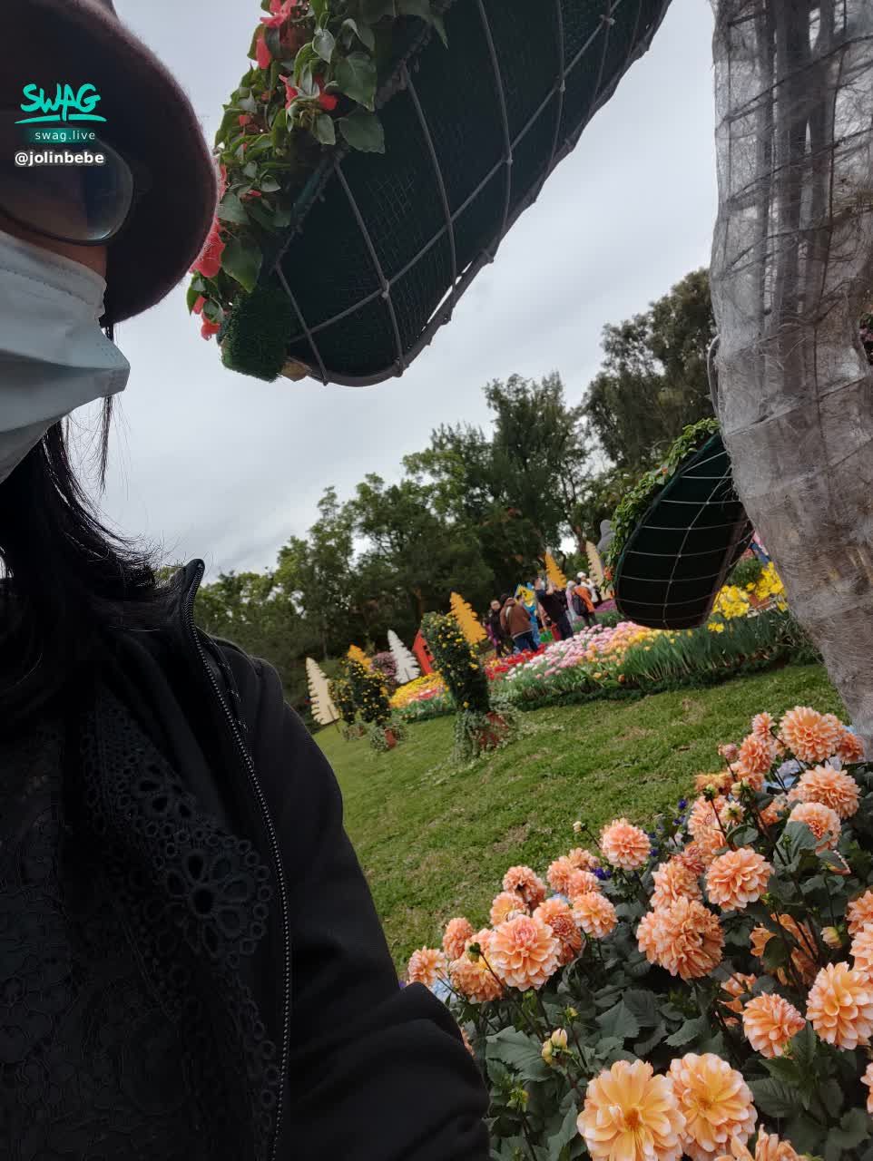 jolinbebe : 鬱金香花海