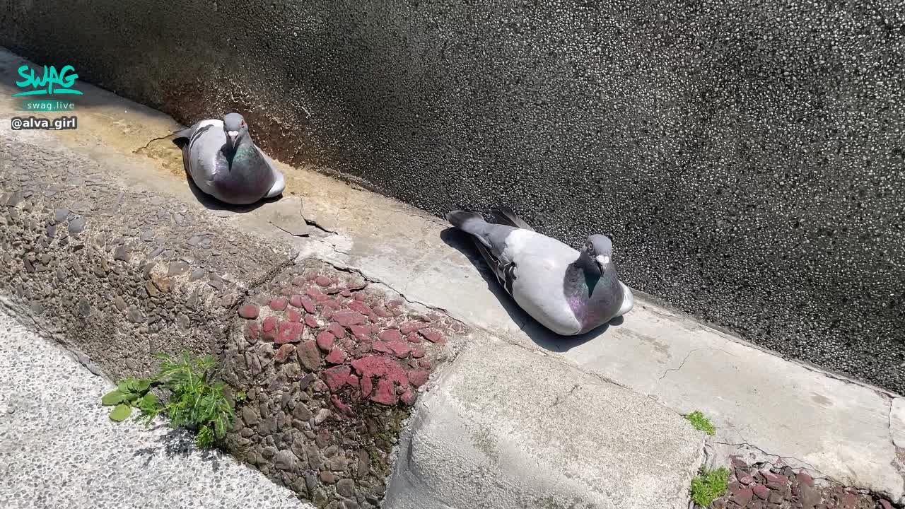 alva_girl : The weather is so hot that the pigeons are suffering from heatstroke.