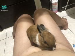 vt_hamster : 可愛的小兔子🥕🐇