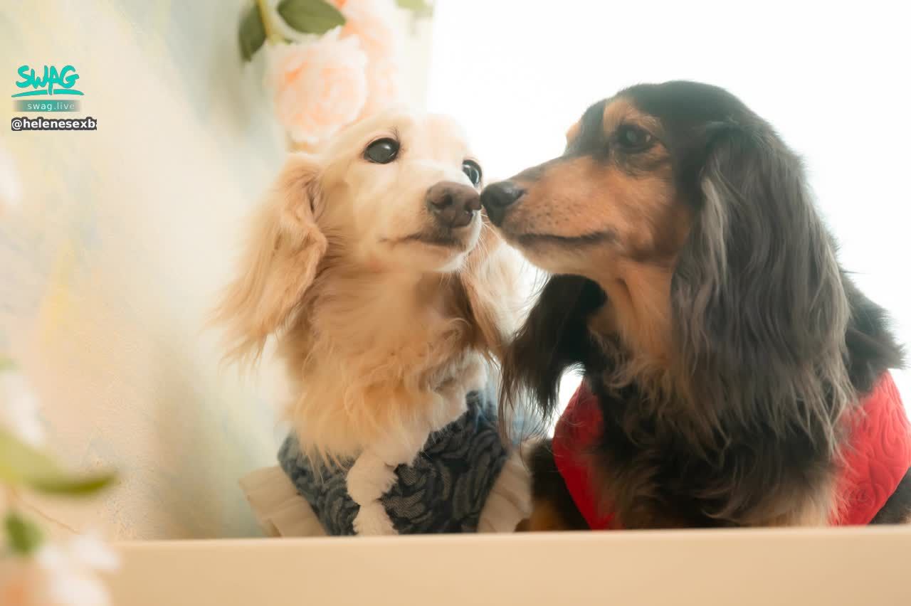 helenesexbaby : 分享小狐狸的兩隻小可愛❤️