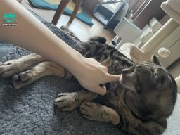 alice_swag : 猫と寝る私(エッチではないんだけど、超プライベートな寝顔です笑)