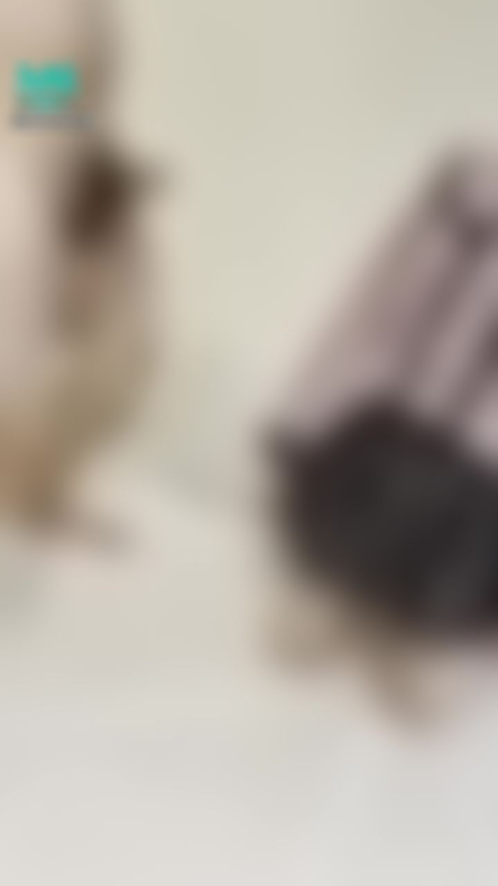 babes.private : ntr當著男友的面玩她女友 