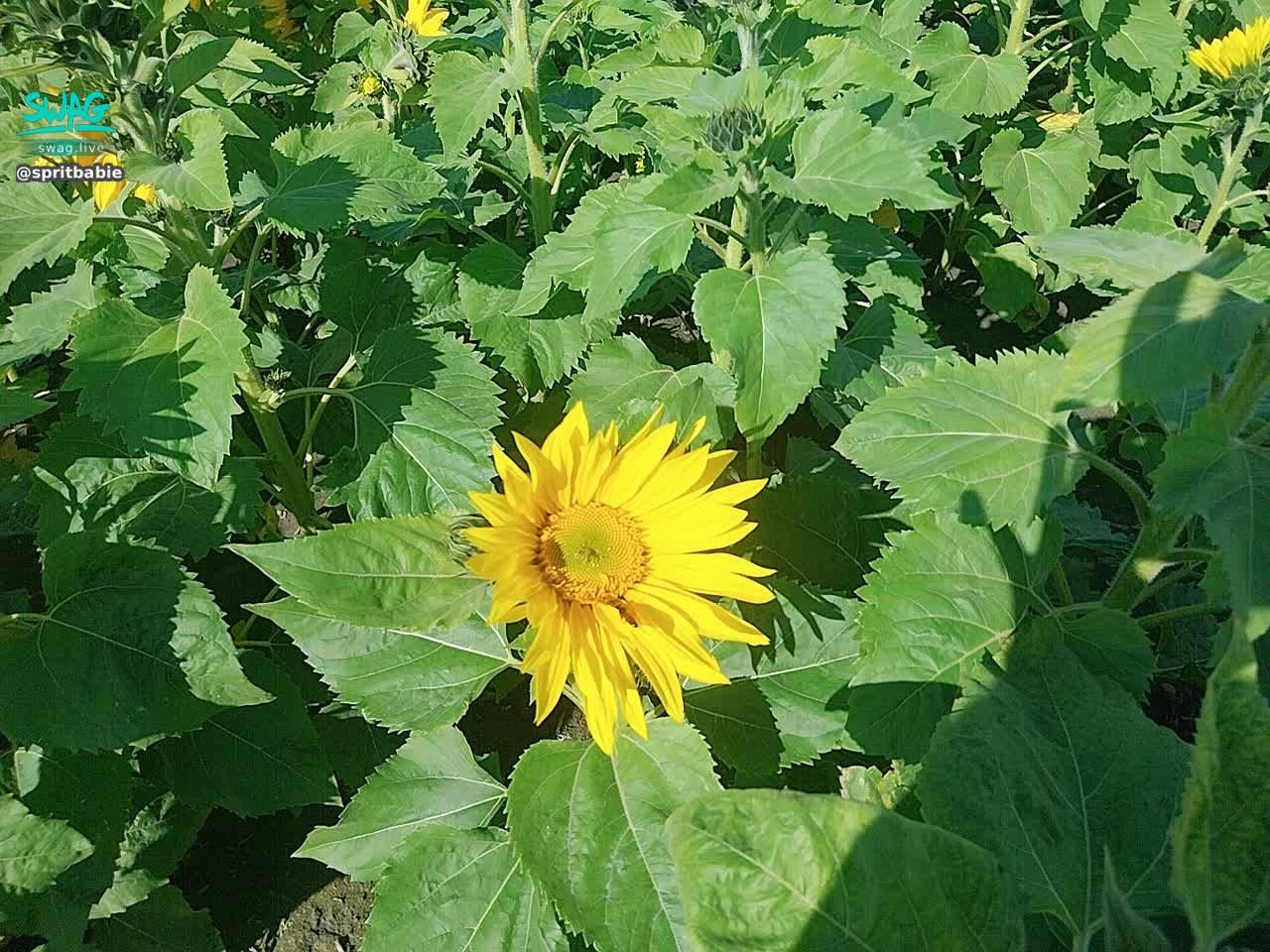 spritbabie : 今天天氣真好 在我家附近散心 看到美麗的花 就把美麗的風景拍下來