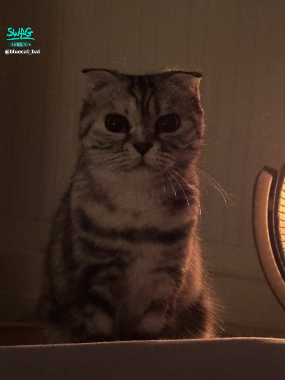 bluecat_babies : 最幸福的事是…
與貓貓一起❤️
每天都在融化我🥹🥹
#喵