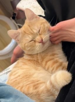 ha_na_ : 靈活的腳腳都是擼貓訓練出來的😤
我家貓貓真的都是腳控🥵