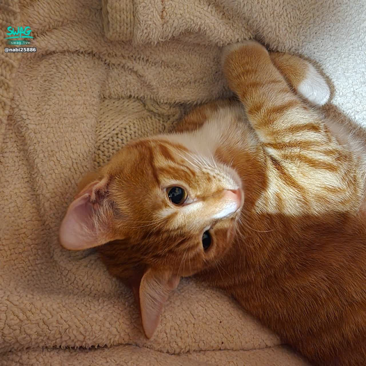 nabi25886 : 直播時間:
2025-03-29
09:00 -15:00
2025-03-31
09:00 - 13:00
記得抽空25分鐘來看我!🤍