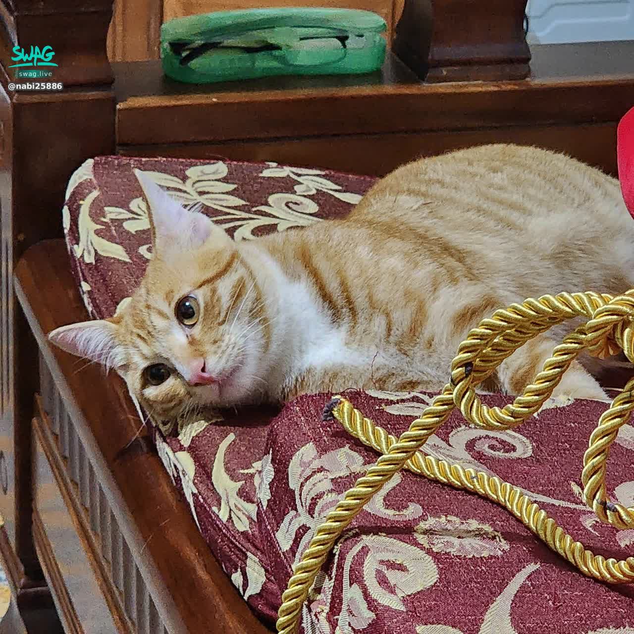 nabi25886 : 今天謝謝大家🥺🤍