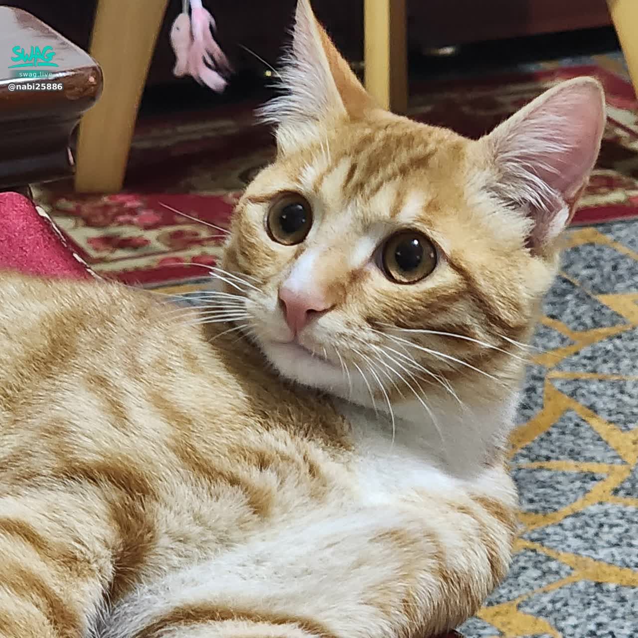 nabi25886 : 4月班表上播時間
4/1 9:00~16:00
4/7 9:00~15:00
4/8 9:00~15:00