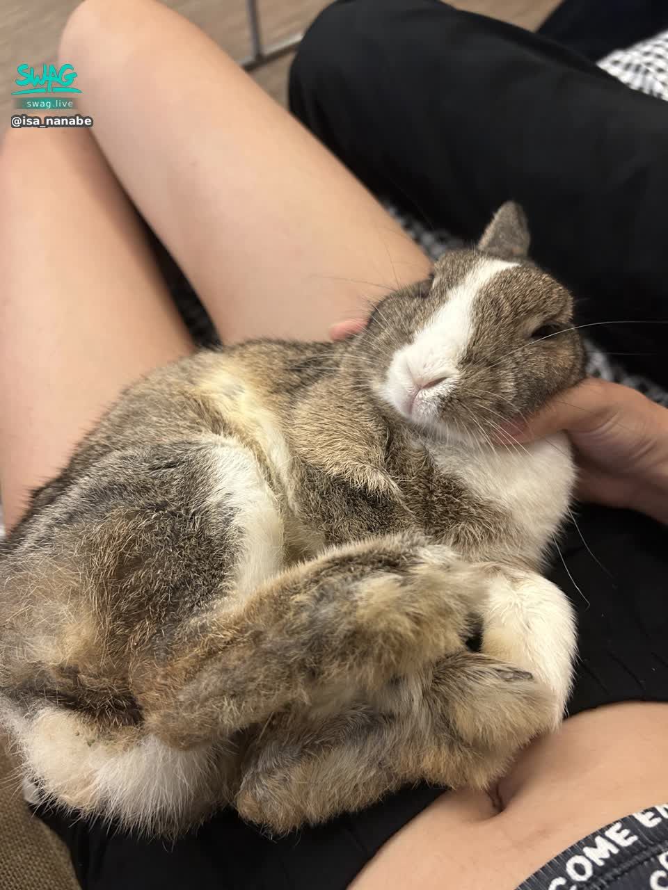 isa_nanabe : 兔兔躺在我腿腿上,你也想躺在我腿腿上嗎?私訊我👀讓你也當兔兔😝