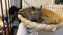 isa_nanabe : 小隻的卡皮巴拉