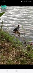 laura_yin : 河光,鴨子悠遊。
#生