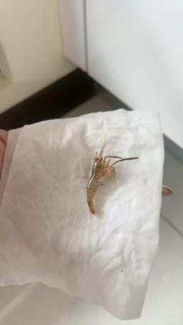 hannababy_ : 一早起床想著來看一下小蝦🤦
結果不在桶子裡面，半夜越獄跑到廚房….R.I.P🥺