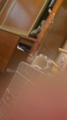 eets20 : 鳥在洗澡