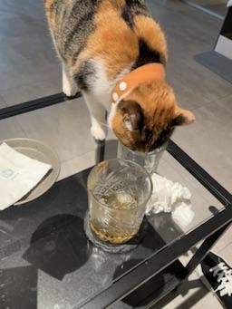 joanmm : 🐱🐱
Babe喜歡貓貓嗎
