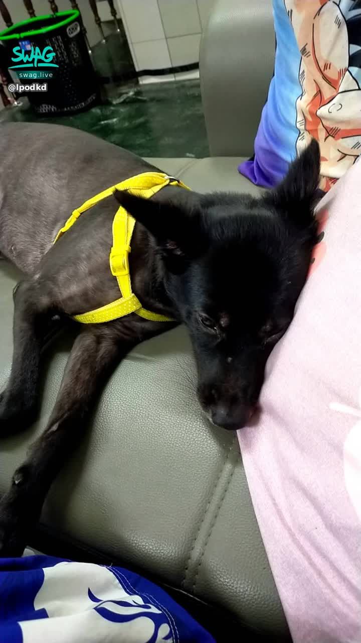  : #狗狗😻 😻
