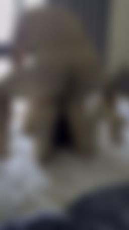 ibarahime : （綠帽系列）在老公面被騎前爽到夾腳🥵