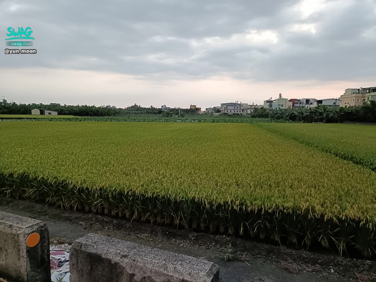 yun_moon : 田園邊