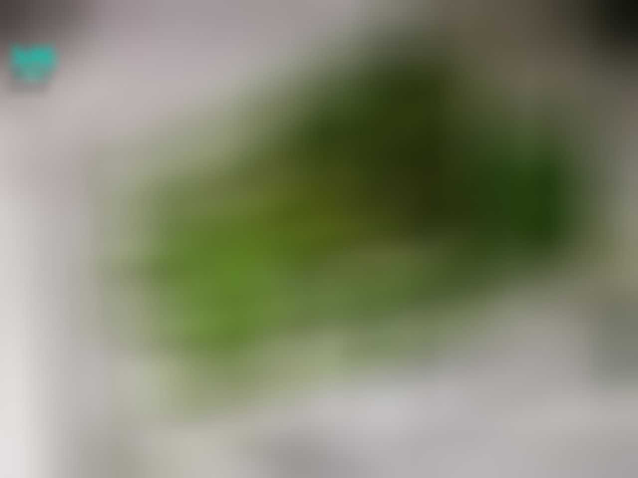 floraof : 午好 這菜少見