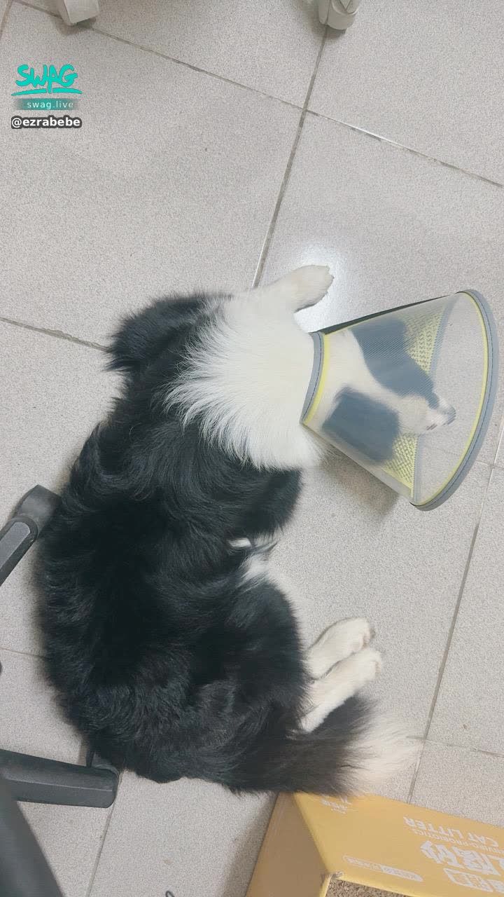 ezrabebe : 美好的端午連假⋯就這樣被一個無良飼主毀掉了！我的波波受傷🤕看得好難過～