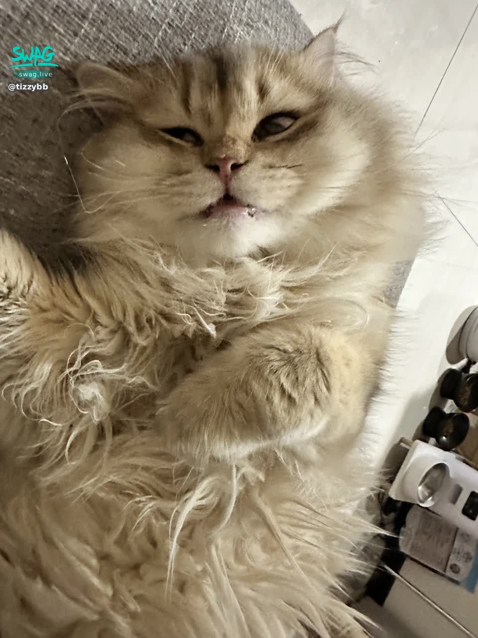 tizzybb : 姐妹召喚 臨時休息一天！明天見😚
