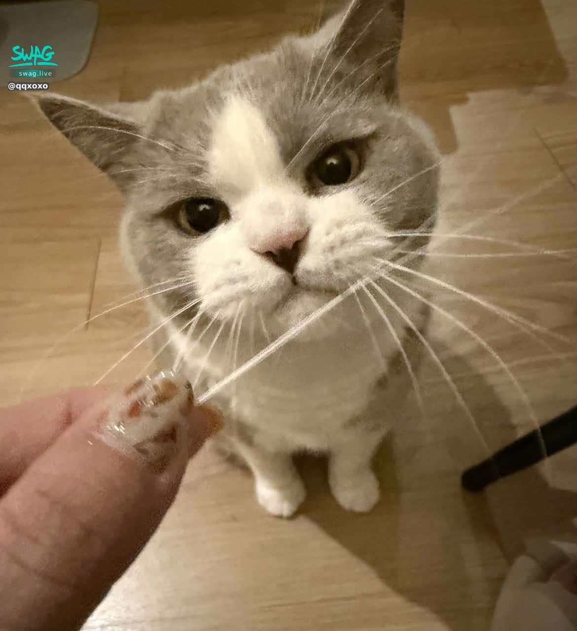 qqxoxo : 🐱相信鵝子的鬍子會帶來好運🙏🏻
