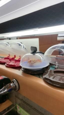 jagergirl : 來吃一下午餐❤️好久沒吃壽司🍣