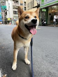 : My Dog